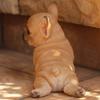 Devalier Ca183 Dog Figurine French Bulldog Made of Perfect Gift [Genuine] Resin,