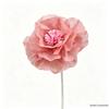 Peony Flower Heads Handmade In Milk Cotton, Cream and Simple Style