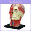 Intricate 4d Human Head Skull Brain Anatomy Model For Medical Science And School Education