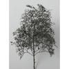 Woodland Scenics x KATO Natural Material Tree Black Dyed 24-368 Model Train Supplies