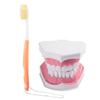Adult Dental Teeth Model and Toothbrush with Removable High Grade Teeth Teaching Model