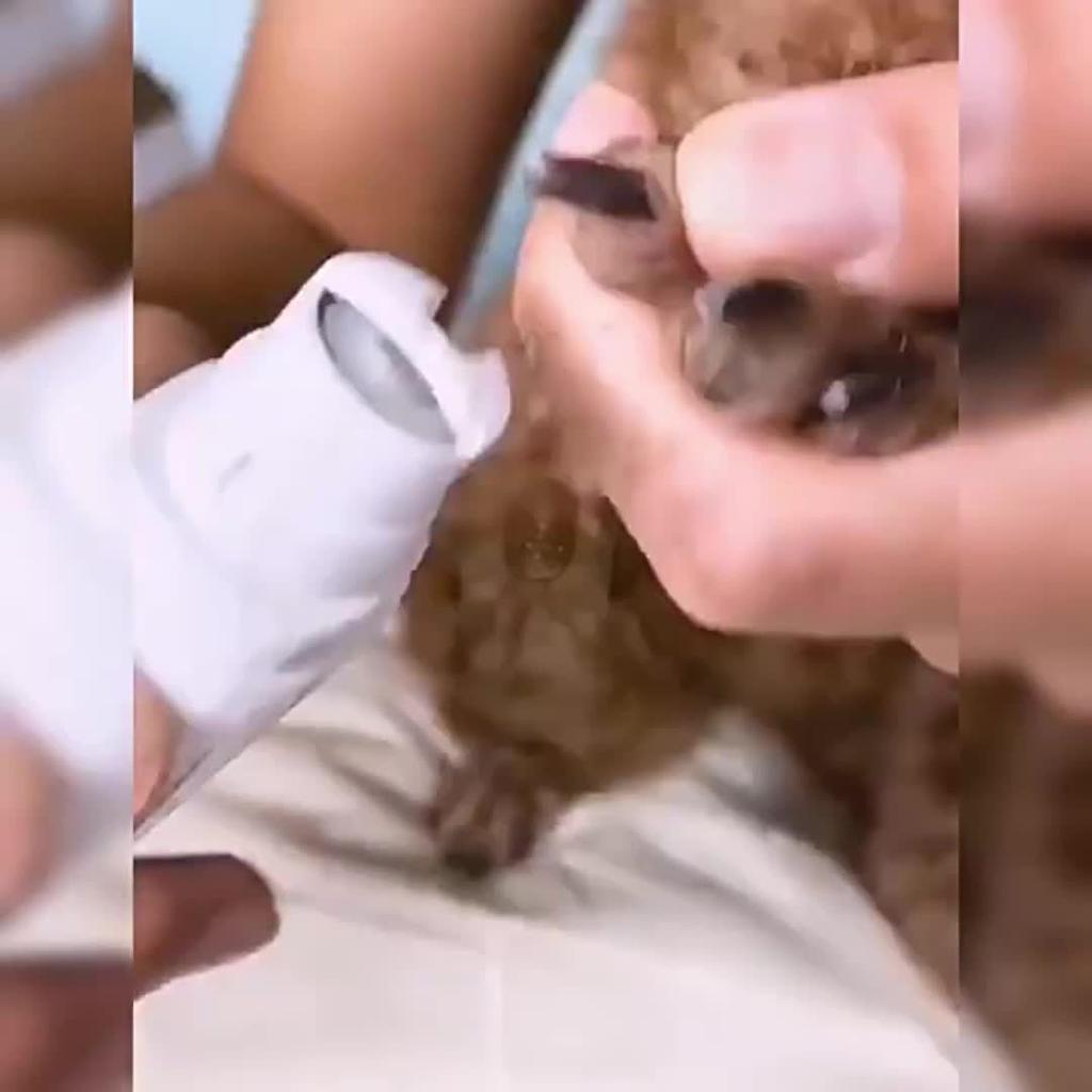 Dog nail polisher is a quiet and painless nail trimmer suitable for large dogs with USB charging, safe, efficient, and durable care