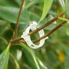 Thickened Transparent Green Vine Clips for Tomato Support