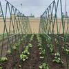 20/10pcs Green Plastic Garden Stakes - Durable Plant Support - Essential Lawn Tool for Healthy Growth, Plant Support Stakes|Stylish Garden Accessory