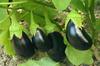SAFLAX Garden In the Bag - Organic - Aubergine - Black Beauty - 25 Seeds - With Substrate In a Fitting Stand Up Bag - Solanum Melongena