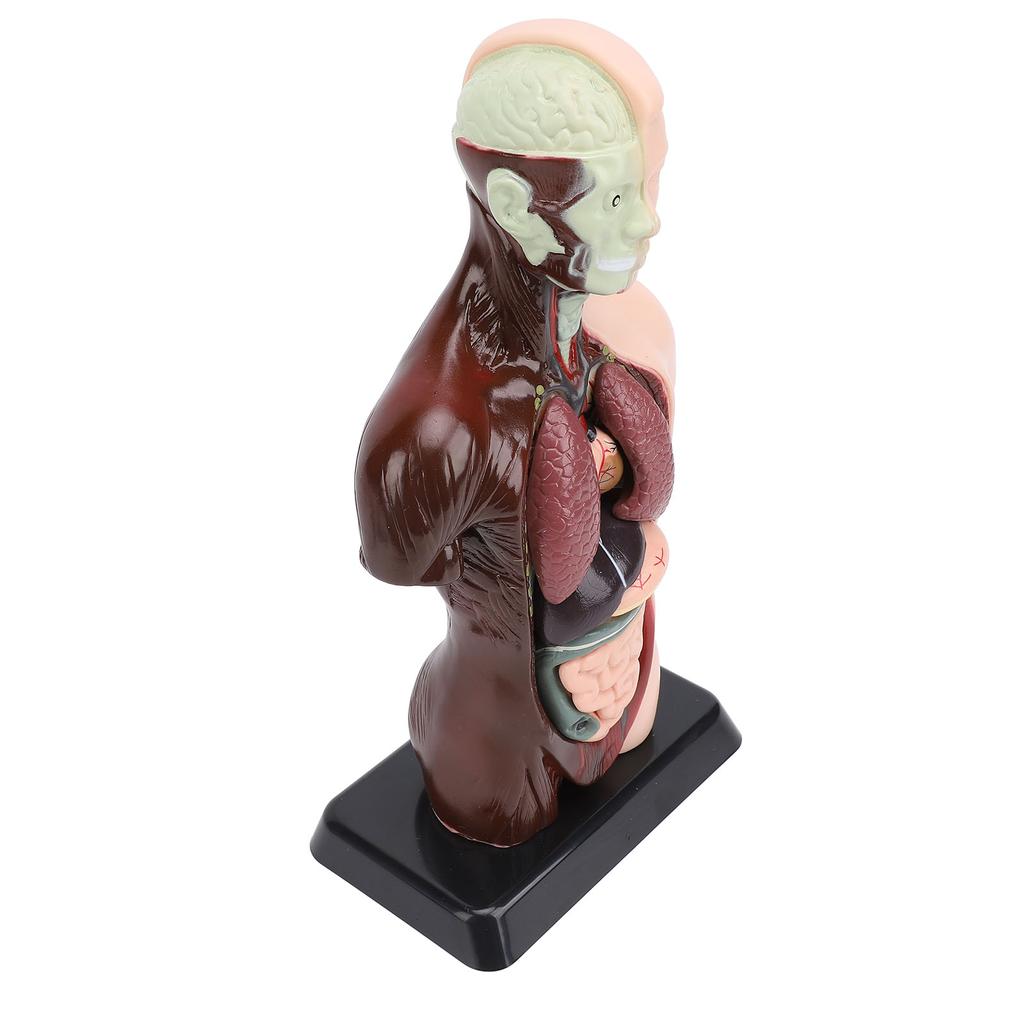 Model lidského těla, anatomie, fyziologie, struktura, orgány, vzdělávací sada pro vědeckou učebnu