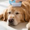 Dog And Cats Bathing And Massage Brushes