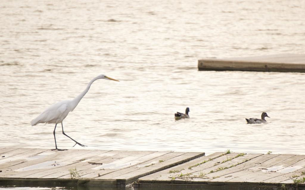 Sony Lente E OSS para Câmeras Sony Prata 55-210mm f4.5-6.3 Montagem E (Certificado Recondicionado)