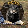 1PC Cow Sunflower Umbrella-8-Rib Reinforced, Automatic Open, Lightweight & Durable, Cute Fashion Accessory for Outdoor-P28