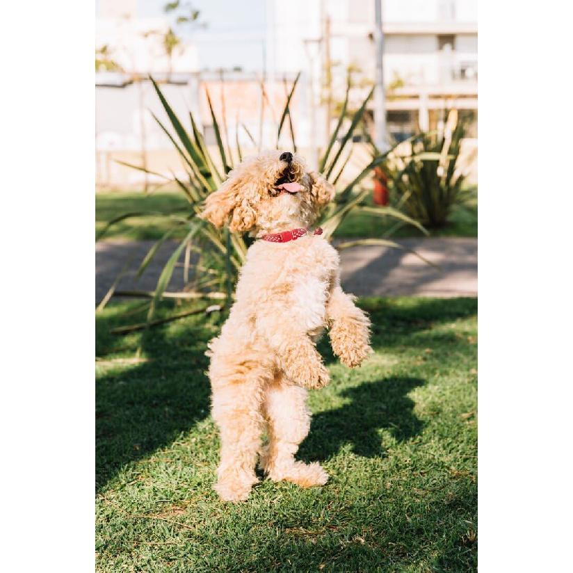 Pink Dog Collar with Bell for Small Dogs, 2-Pack Puppy Dog Collar with Bells for Girls Kitten Cat Collars Buckle for Tiny Little XXS XS XSmall Small