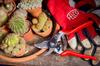 Felco Model 14 Red Secateurs,
