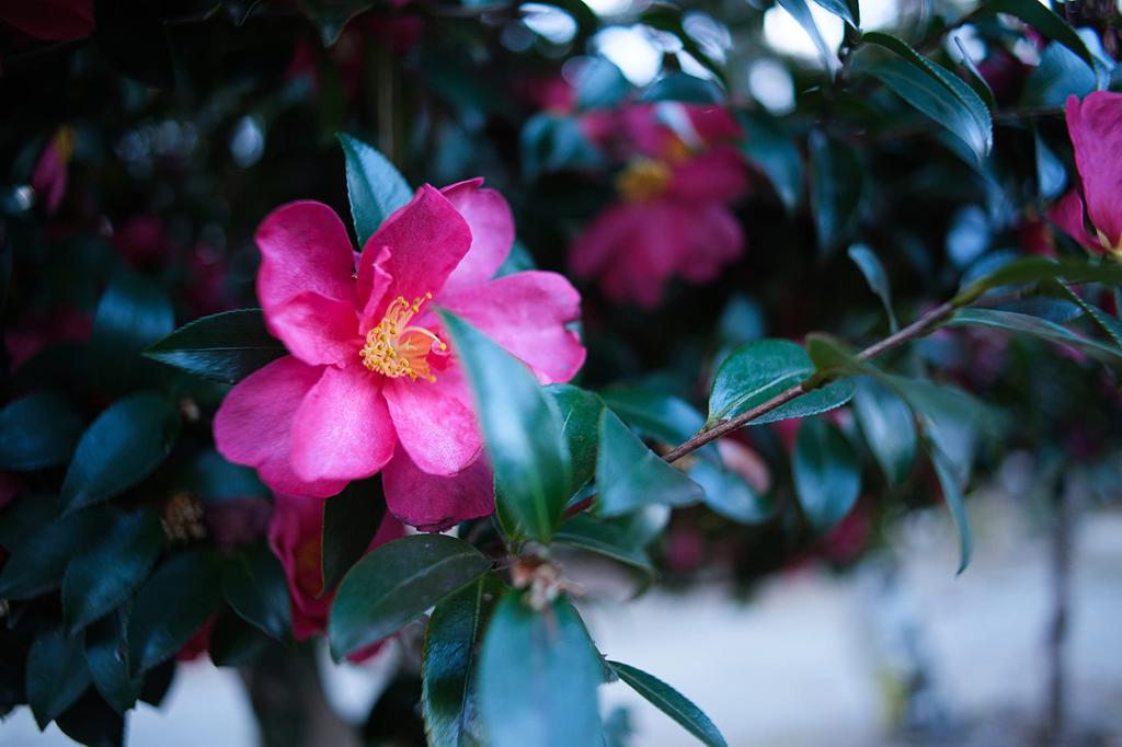 TTArtisan 17mm C ASPH Micro Four Thirds Meisho Festbrennweite f/1.4 Objektiv, Optisch, (Typ A)