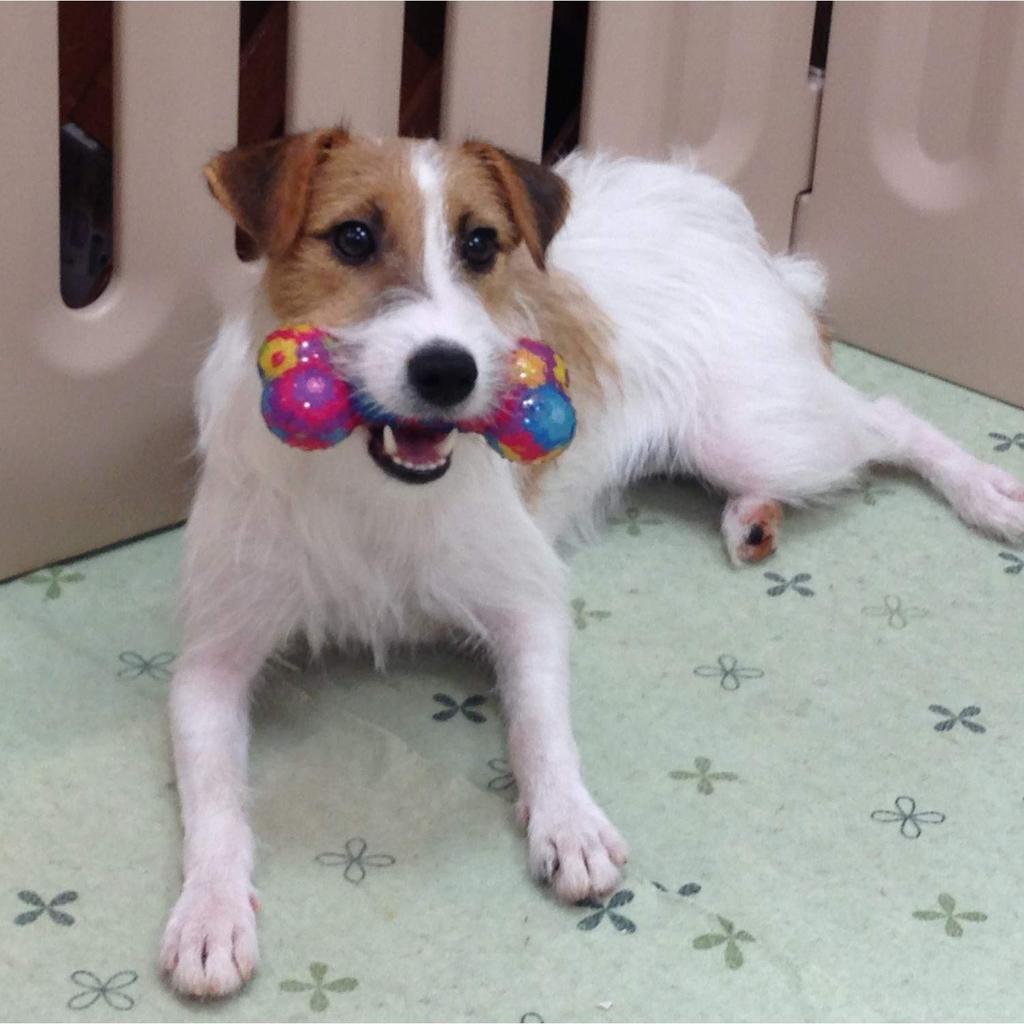 PLATZ PET SUPPLIES FUN Dog Toy Nouveau Bone S Size &