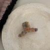 Mini Small Size Grab Clip French Colored Wool Winding Grab Clip Dot Hair Grab Female Shark Clip