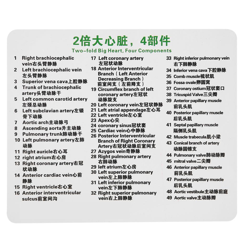 2X Life Size Heart Model Human Heart Teaching Model Simulation Heart Organ Model