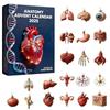For Christmas Calendar 2025 24 Day Countdown Calendar with 24Pcs Human Organs Ornaments for Doctor Office Display