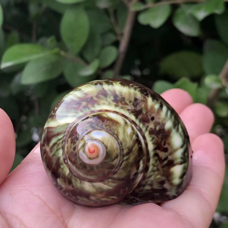 Eremitkräfta Ersättning & Snäcka Naturliga Snäckskal för Akvariumdekor