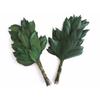 Yamakou Preserved Sakaki Trees, Pair (2 Stems) [Size: Approx. 30-35cm Tall, 16cm Wide], Ideal for Shinto Altars. No Watering Required. Gorgeous, Authe