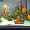 Aquarium Landscaping Octopus Decoration Tank Cute Sea Animal Decor Octopus Aquarium Landscaping Accessories For Freshwater Or