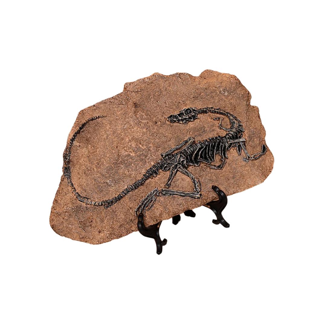Handcrafts Dinosaur Fossils Model Simulated Dinosaur Skeleton Resins Statue Figurine for Home Decors and Educational Use