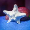 Beach Ocean Underwater Coral Simulation Starfish Decoration Fish Tank Decoration Ornaments Aquarium Decoration Accessories