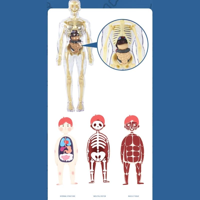 Educational Human Body Anatomy Model Clear Anatomical Human Skeleton Model with Detachable Organs Biology Teaching Tool