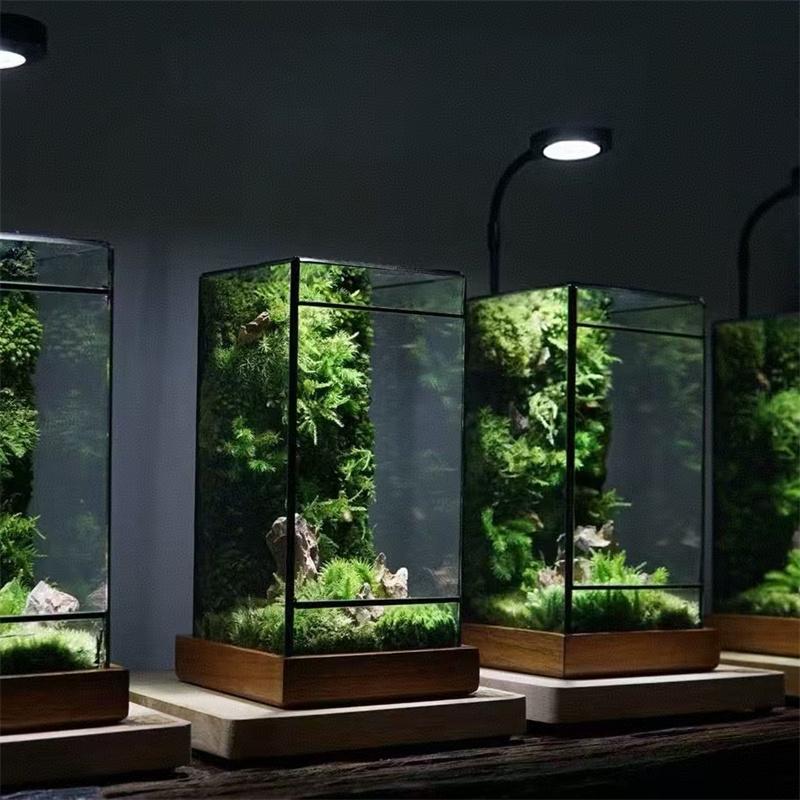 Mini Rainforest Fern Moss Ecological Square Shape Geometric Glass Terrarium Tabletop Plant Glass Vase Container Table Greenhouse