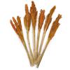 Dried Cantal Grass Bunches - Orange Set of 6