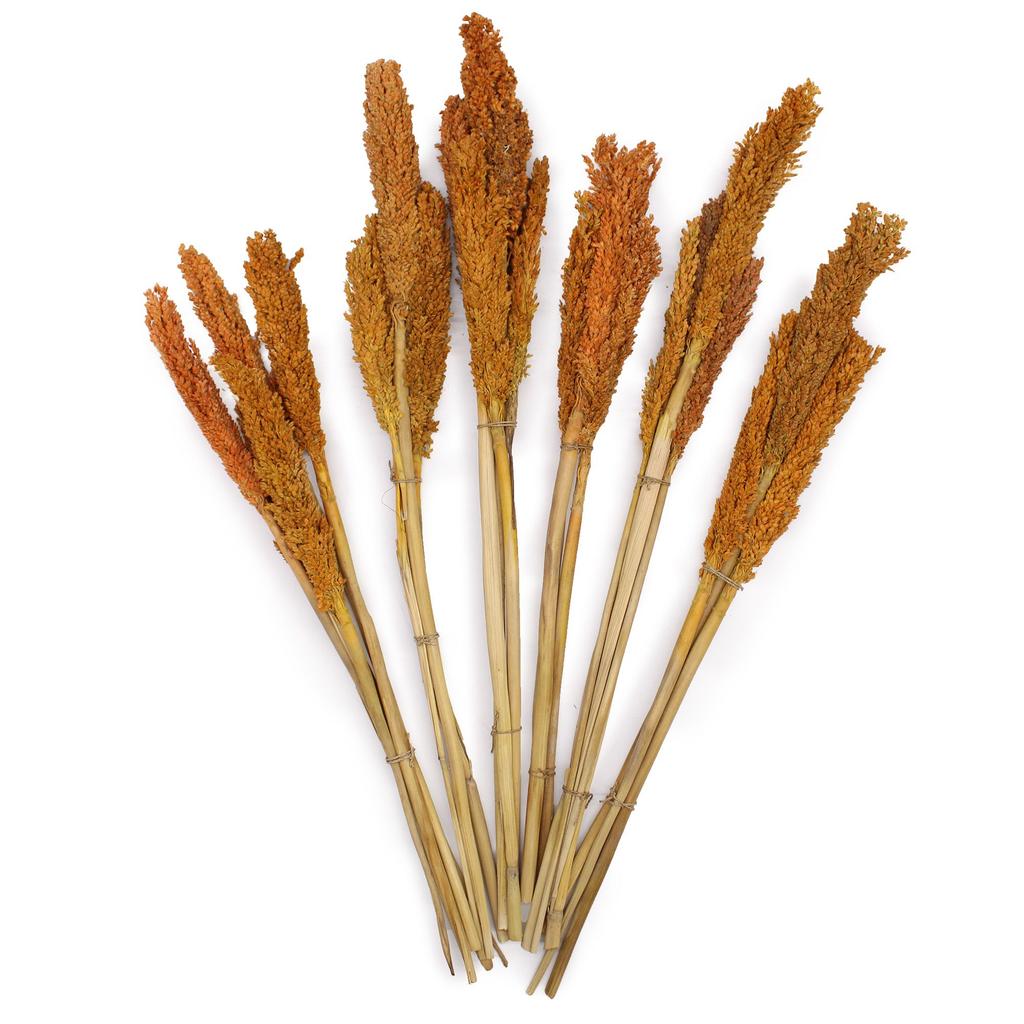 Dried Cantal Grass Bunches - Orange Set of 6