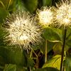 Solar Garden Light Outdoor Dandelion Garden Balcony Decoration Layout Inserted Lawn Lights