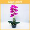 Phalaenopsis Aphrodite Rchb Kunstpflanze mit Seidenblumen für Heimdekoration und zum Verschenken