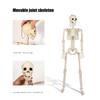 Halloween Realistische Körperknochen Lebensgroßes Menschliches Skelett mit Beweglichen Gelenken Simulationsschädel Ornament Spukhaus Horror Requisiten