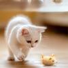 1Pc  simulation  trickery, vibration, electric little mouse, self-hi, boredom-relieving artifact, teasing cats and kittens consumes physical strength