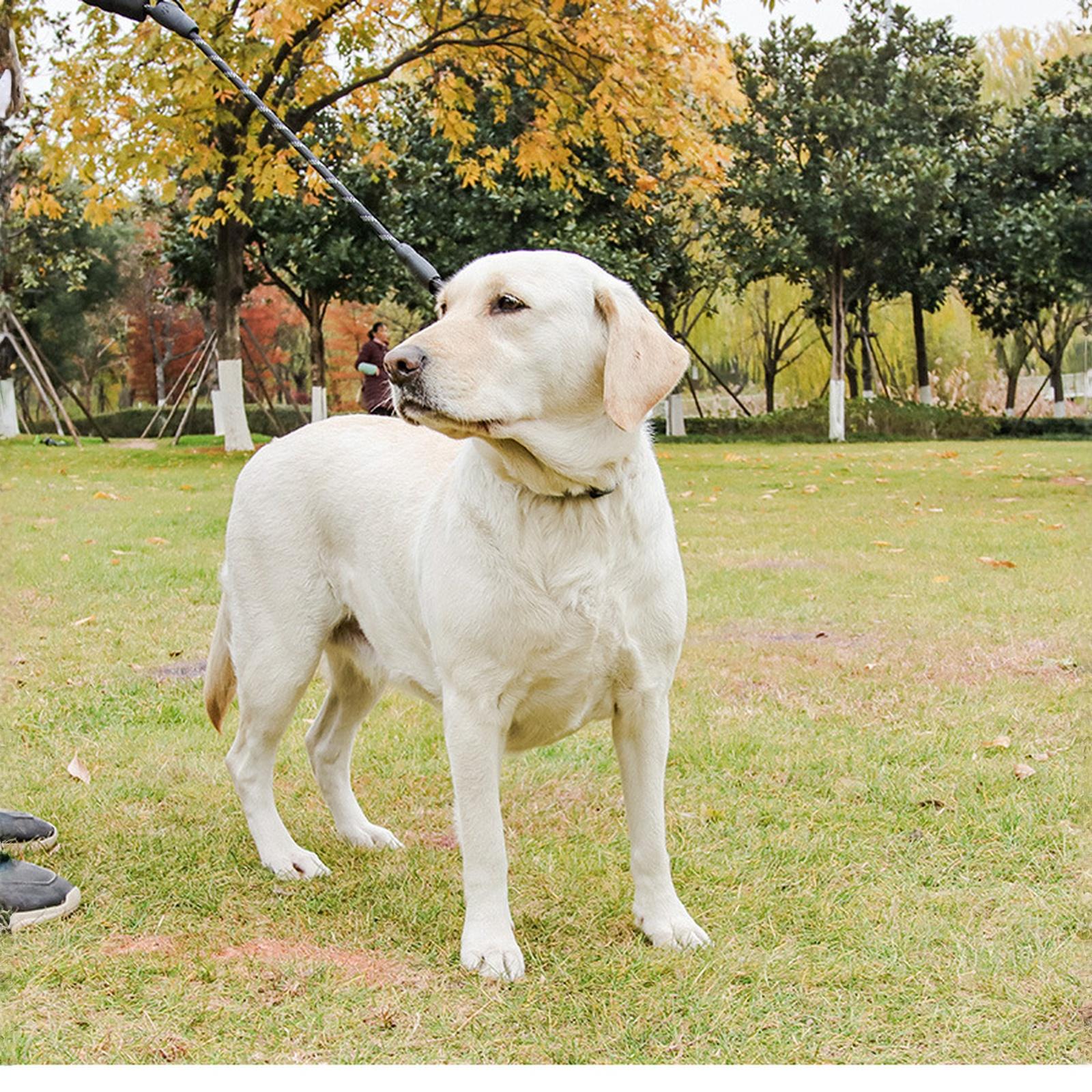 

Поводок для собак Plutus Pet Rope, 6 футов (около 1,8 м) в длину, с мягкой ручкой для контроля в потоке и второй ручкой, прочный, светоотражающий, с двойными ручками для безопасности и тренировок one size чёрный