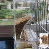 Transparent Acrylic Bird Feeder Automatic No-Mess Bird Cage Feeder Large Capacity Parrot Feeder Anti-Spill Bird Feeder for Canaries Budgies Finches