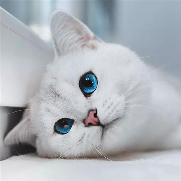 

5d алмазная живопись рыба DIY мозаичная картина полная квадратная/круглая Алмазная вышивка животные наборы домашнего декора Full Square 30x30CM