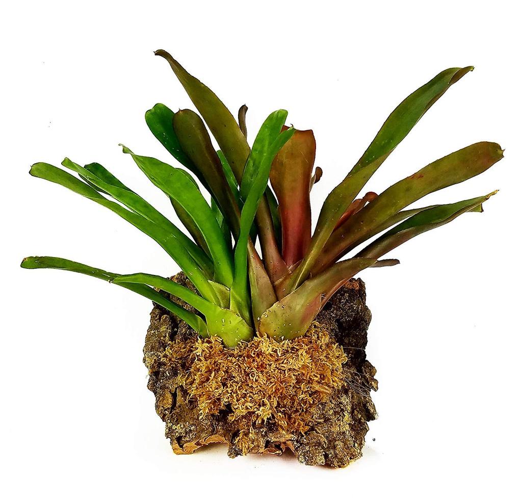 Kyofuku Sangyo New Zealand Sphagnum Moss 150g