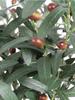 5 Pcs Artificial Olive Branches Long Stem Faux Olive Branches Stems Fake Olive Branches with Fruits Plants Greenery for Home Wedding Office Decor