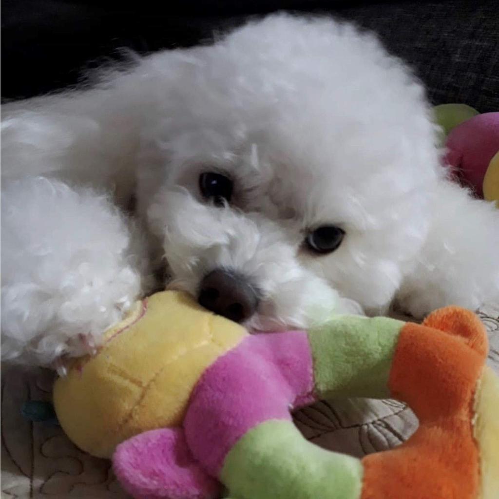 HAUSTIERBEDARF Hundespielzeug Raupe Baby Ring [PLATZ & FUN]