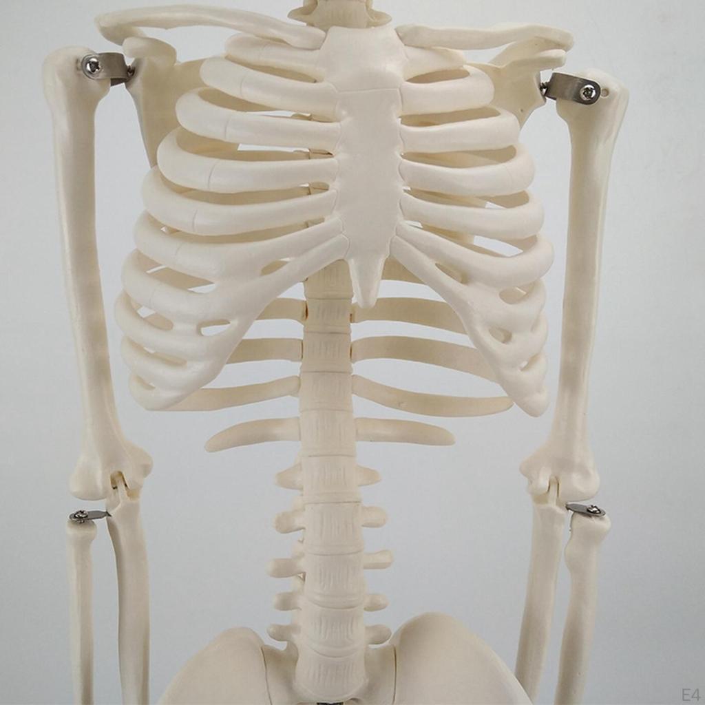 Modell, mit Ständer, Anatomisches Wirbelsäulenmodell, Klassenzimmer