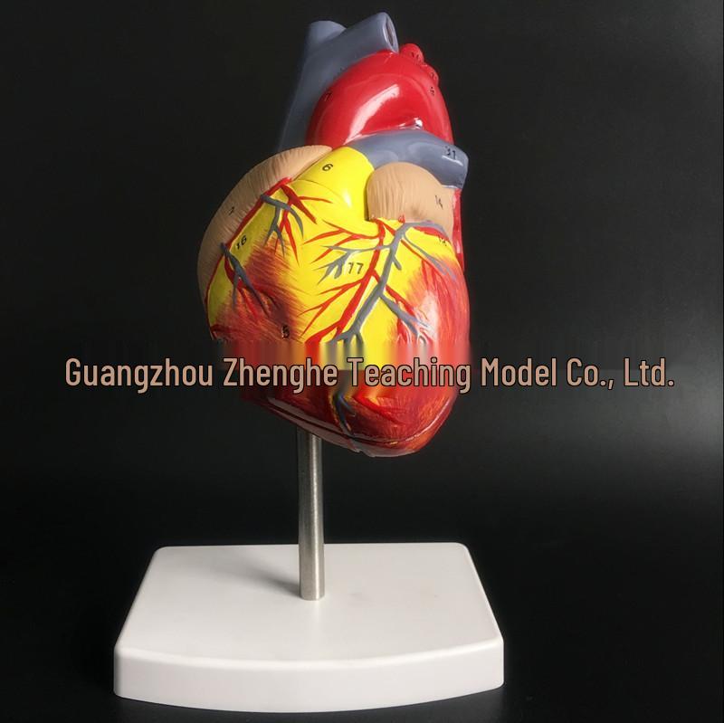 Natural Heart Anatomy Model for Cardiology and Ultrasound Teaching