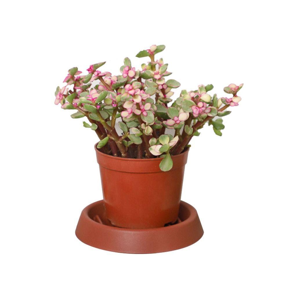 Round Plant Saucer Thickened Drip Plant Tray New Flower Pot Tray  Indoor Outdoor