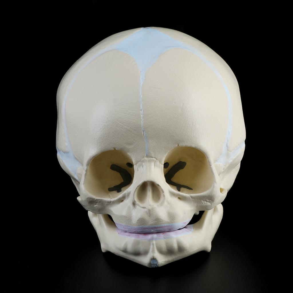 1: 1 Human Fetal Baby Infant Medical Skull Anatomical Skeleton Model Teaching Su