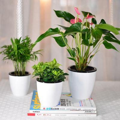 Automatic Round Garden Supply Self Watering Office Flower Pots Planter Home Decor Plants Basket
