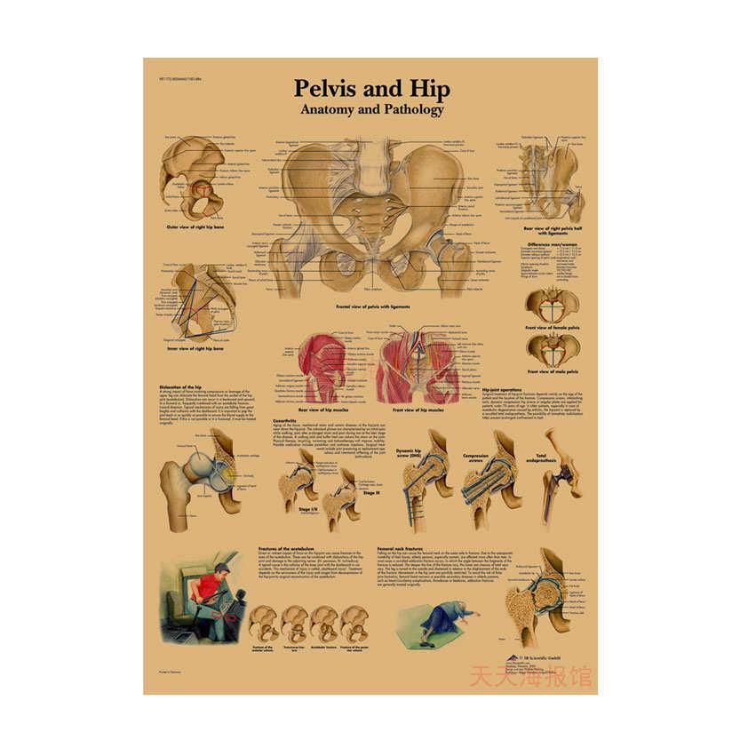 Anatomie kosterního svalstva Diagram Retro plakát pro výzdobu třídy Nástěnné umění (584)