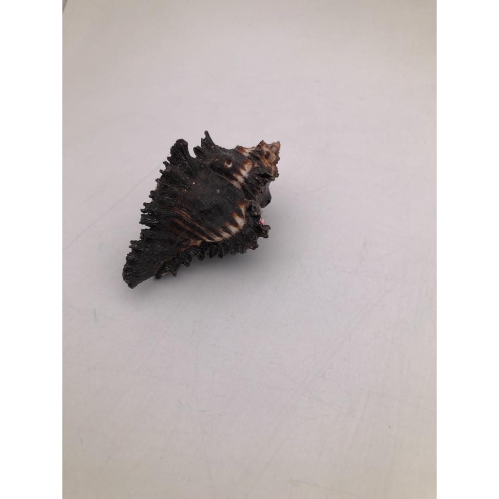 Natural Shani Sankh for Puja. 8 Cm JL286093830033