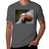 Snail Tshirt Plus Size All Match Tee Shirt