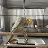 Rostfreies Papageien-Knabberspielzeug Edelstahl Vogelkäfig Spielzeug Vogel Kette Glöckchen Spielzeug Entwicklungs Puzzle