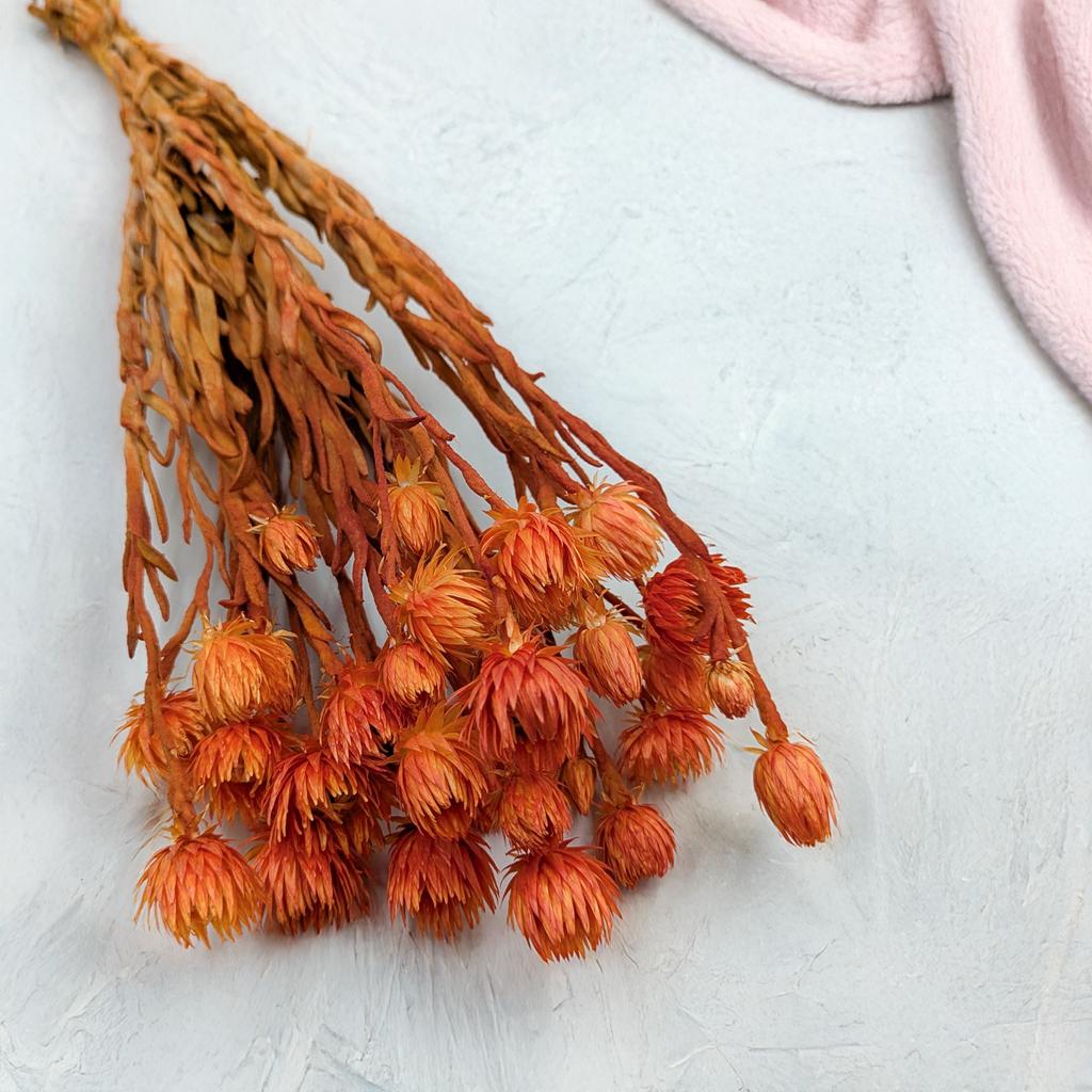 Kaaps Flower - Phaenocoma Prolifera - (Cape Strawflower) - Pomarańczowy