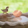 Copper Disc for Bird Bath 0.8mm Self Cleaning Design Copper Purification Disk for Outdoor Birdbath and Bowl Birds Bath Fountain